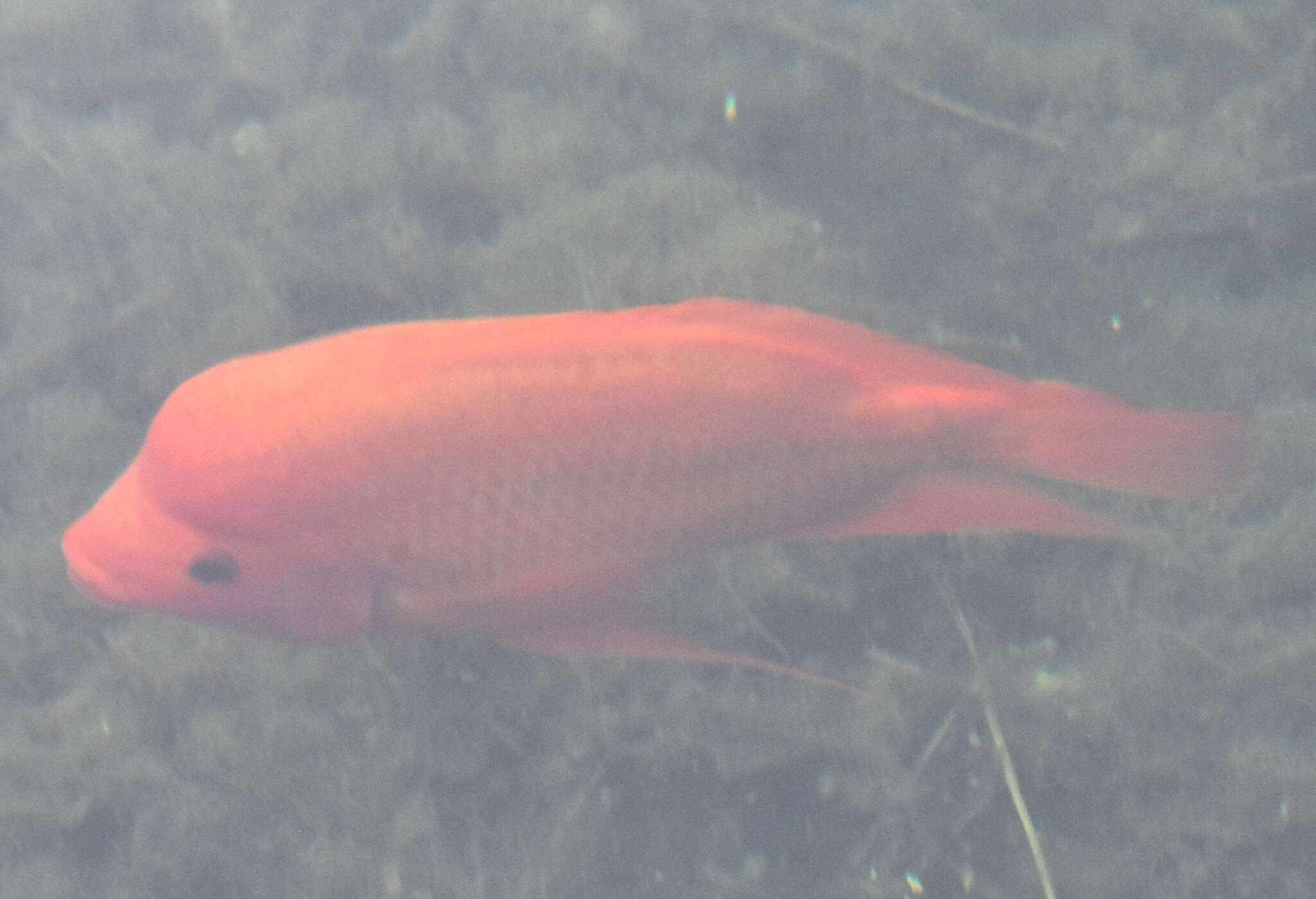 Amphilophus citrinellus (Günther 1864) resmi