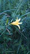 Image of dwarf yellow day lily