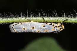 Image of Ethmia circumdatella Walker 1863