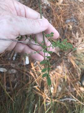 Image of sandhills milkvetch