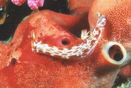 صورة Hypselodoris iacula Gosliner & R. F. Johnson 1999