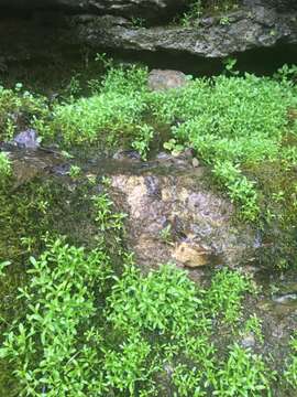 Image of American Water Starwort