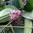 Image of Hoya obovata Decne.