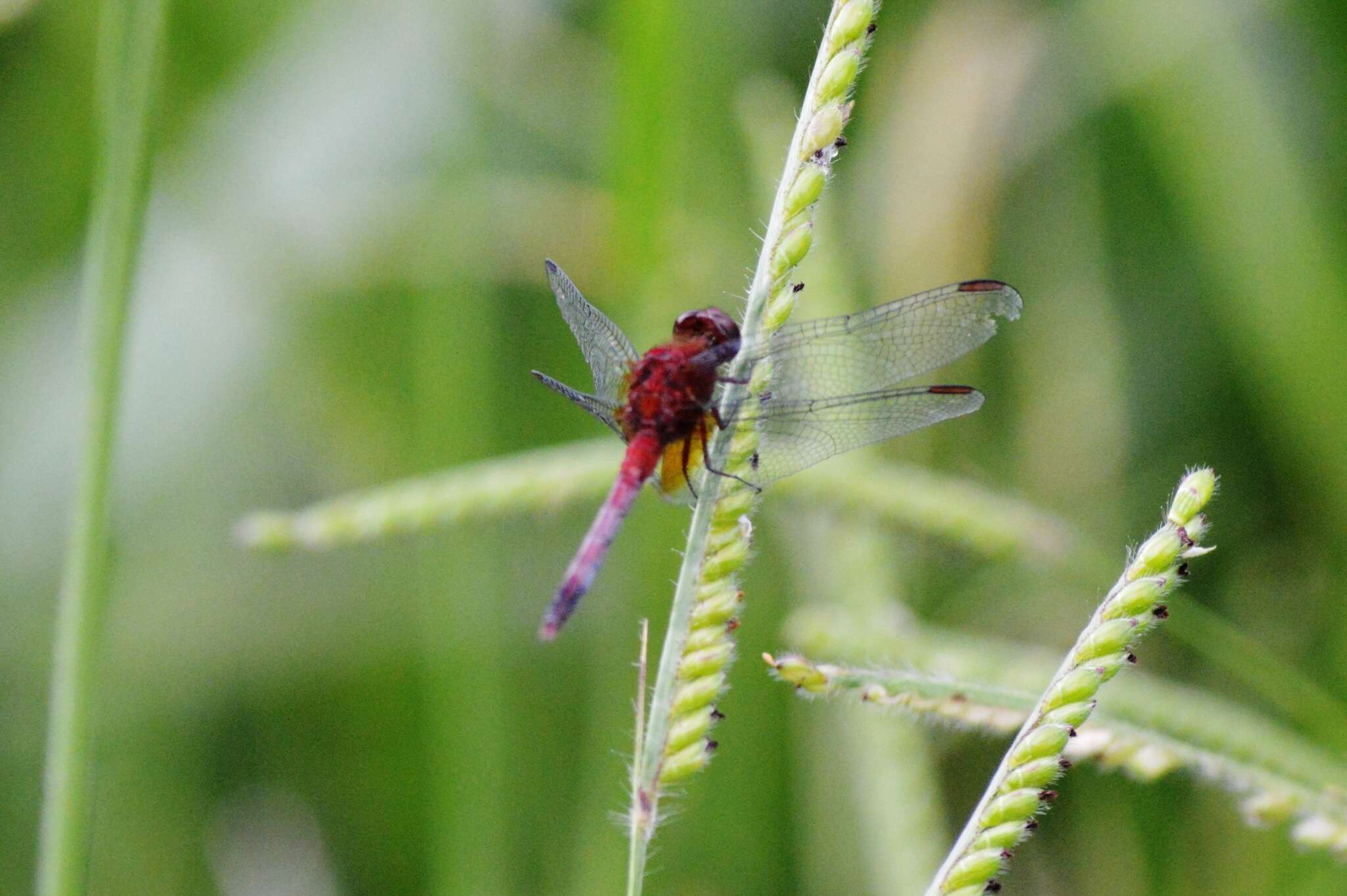 Sivun Erythrodiplax fusca (Rambur 1842) kuva