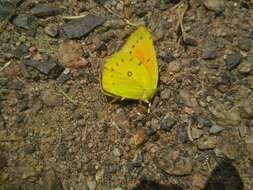 Image of <i>Colias <i>lesbia</i></i> lesbia