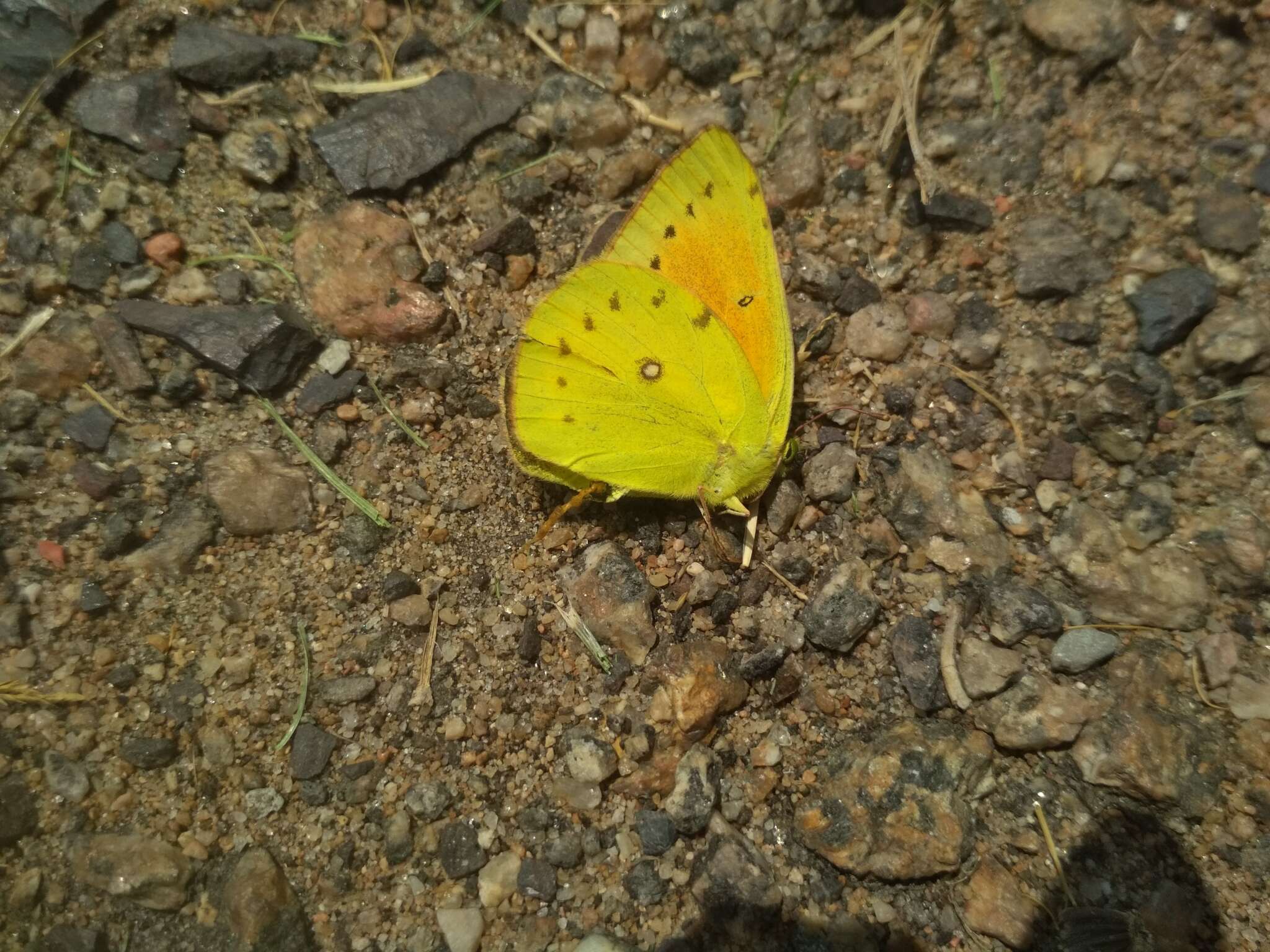 Image of <i>Colias <i>lesbia</i></i> lesbia