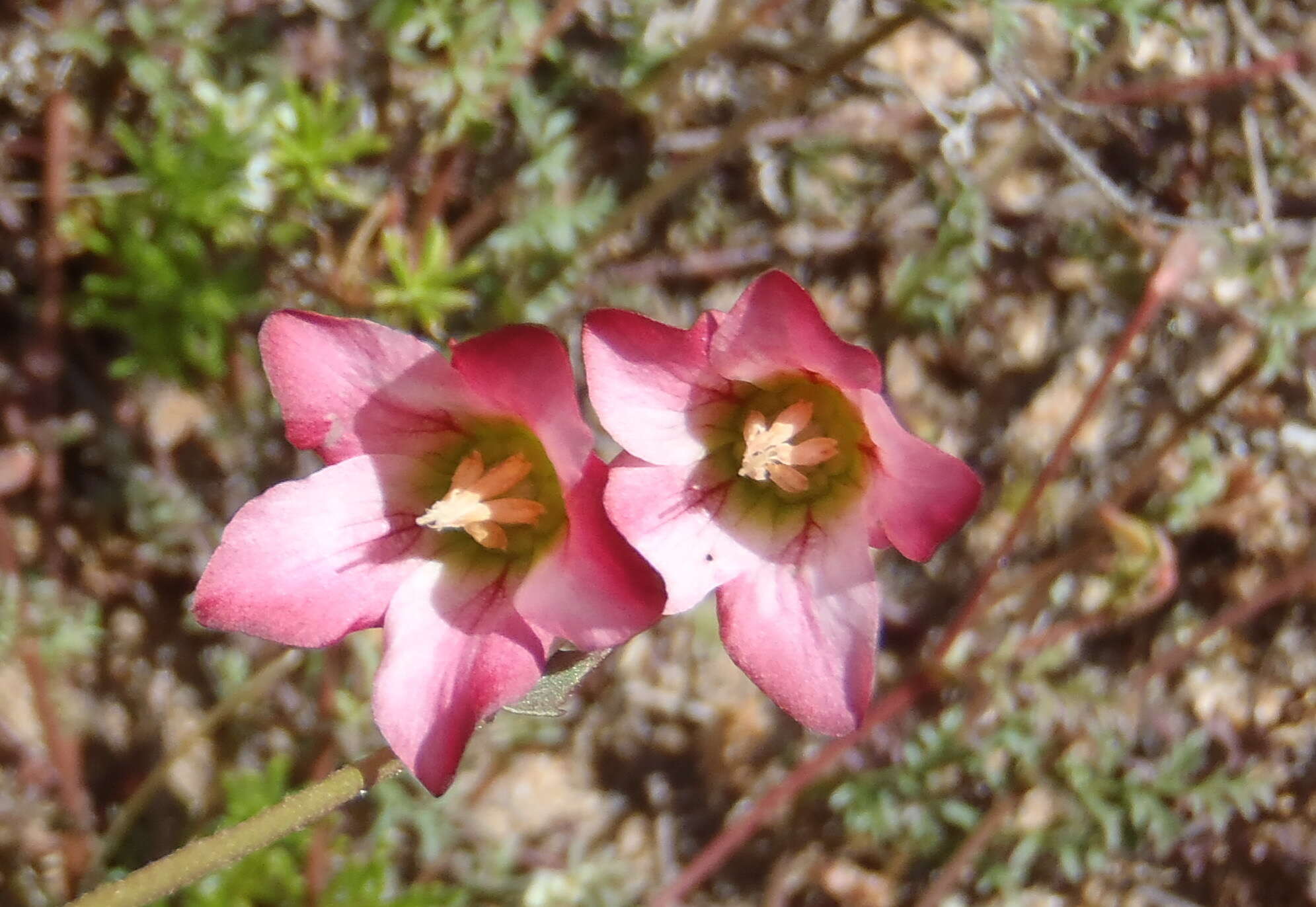 Image of Hermannia bicolor Dinter & Engl.