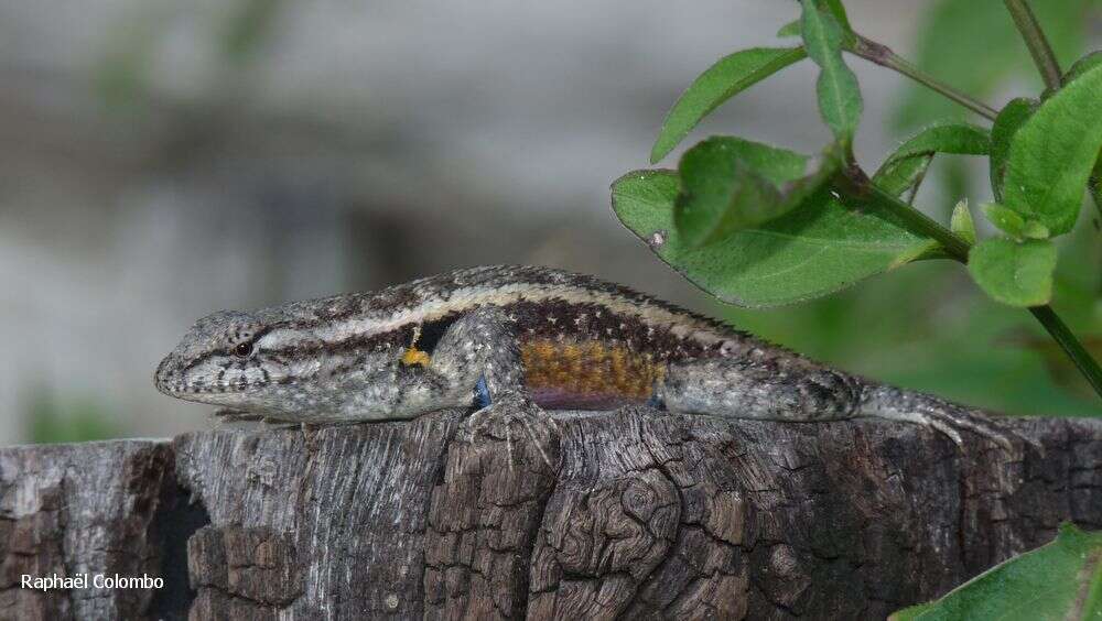 Image of Teapen Rosebelly Lizard