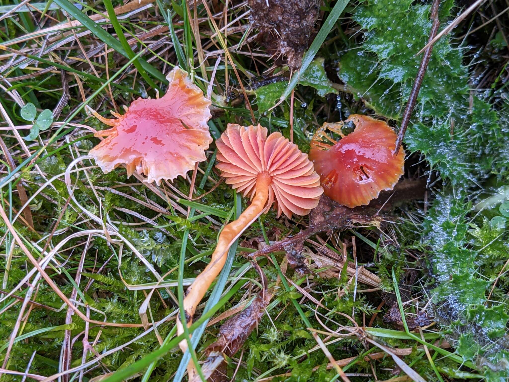 Image of Hygrocybe mucronella (Fr.) P. Karst. 1879