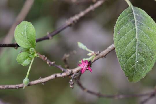 Imagem de Fuchsia encliandra subsp. tetradactyla (Lindl.) Breedlove