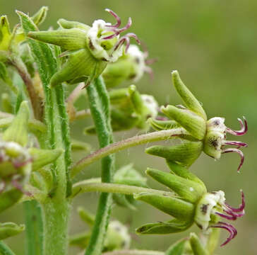 صورة Miraglossum pulchellum (Schltr.) F. K. Kupicha