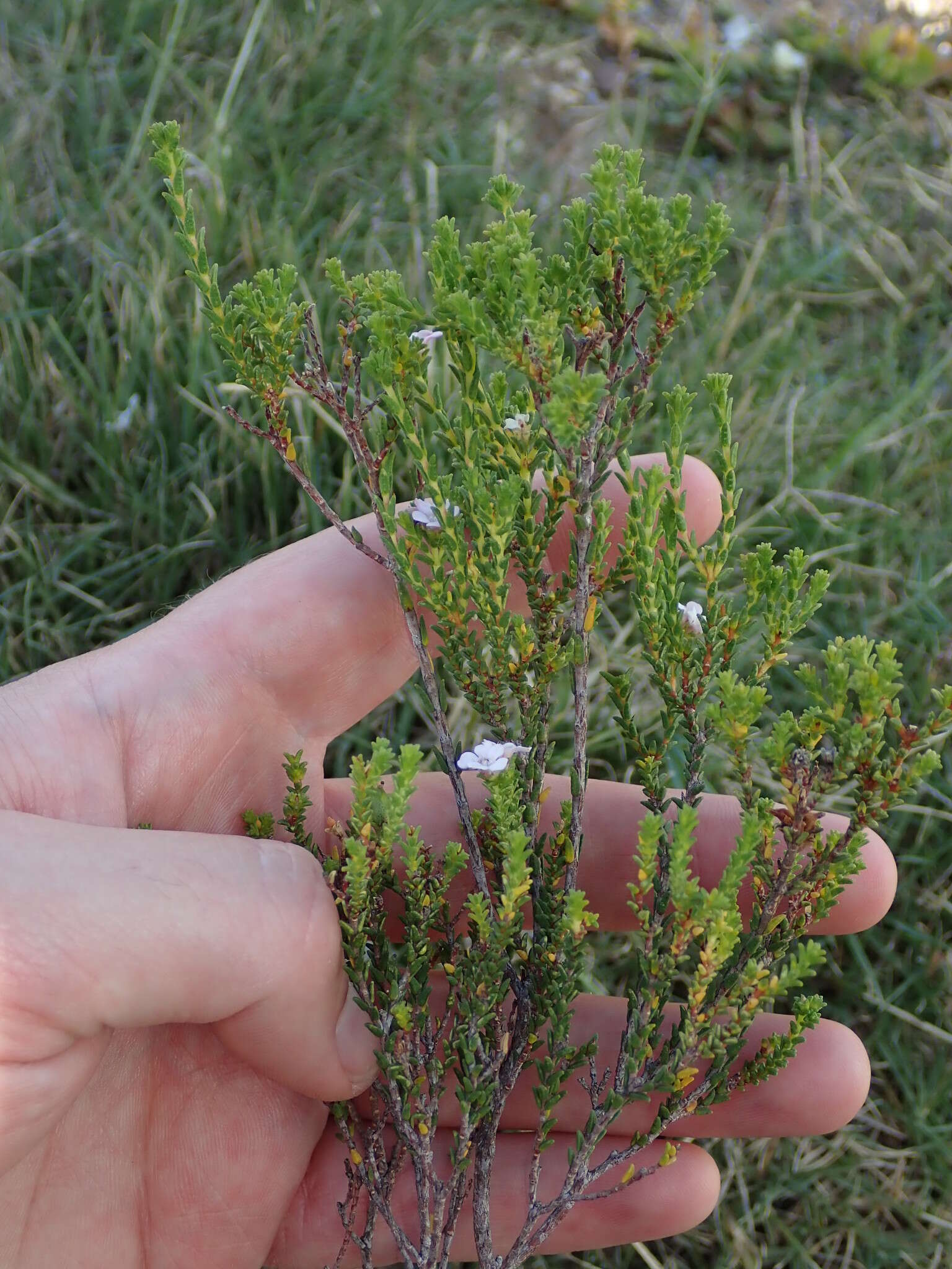 Image of Euchaetis albertiniana I. J. M. Williams