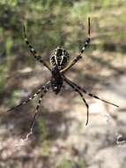 Argiope florida Chamberlin & Ivie 1944的圖片