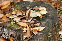 Image of Psathyrella piluliformis (Bull.) P. D. Orton 1969