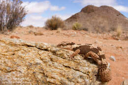 Image of Rough Thick-toed Gecko