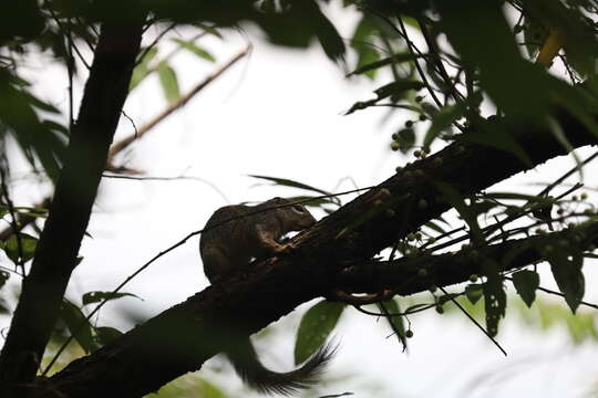 Image of Gambian Sun Squirrel