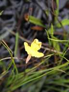 Image of Utricularia triloba Benj.