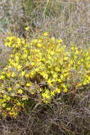 Image of Hibbertia subvaginata (Steudel) F. Müll.