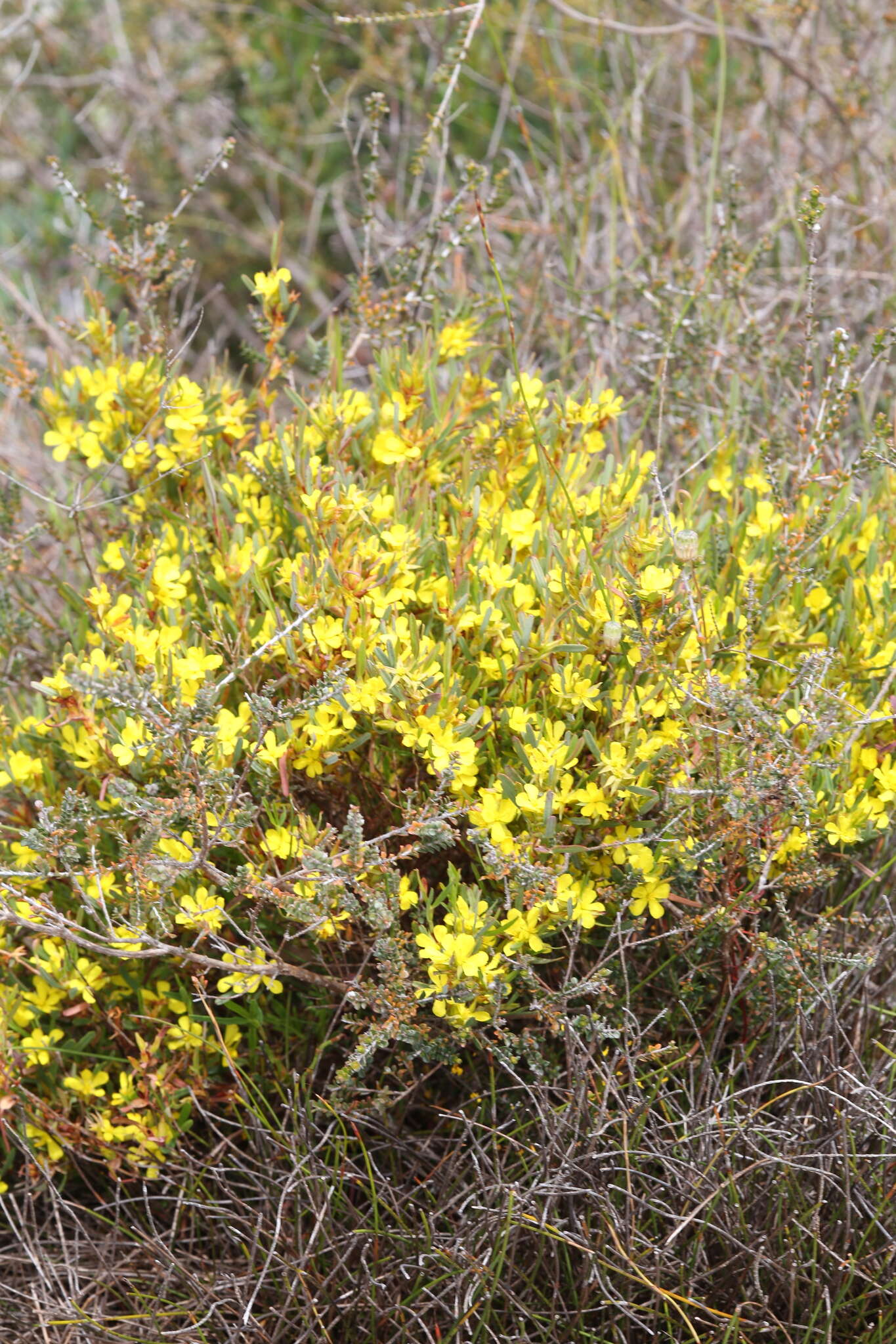 Image de Hibbertia subvaginata (Steudel) F. Müll.