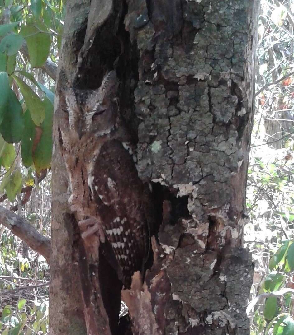 Image of Madagascar Scops-owl
