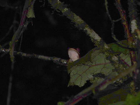 Image of Bright-eyed frog