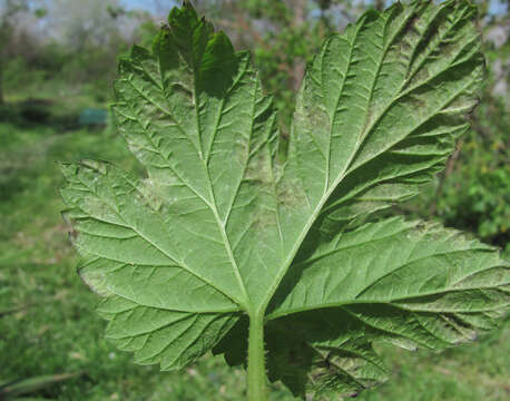 Pseudoperonospora cubensis resmi