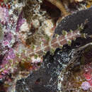 Image of Marionia elongoviridis V. G. Smith & Gosliner 2007