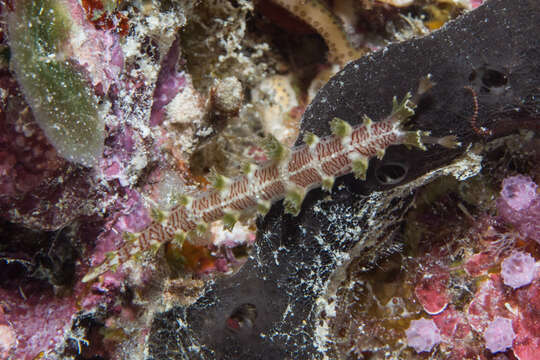 Plancia ëd Marionia elongoviridis V. G. Smith & Gosliner 2007