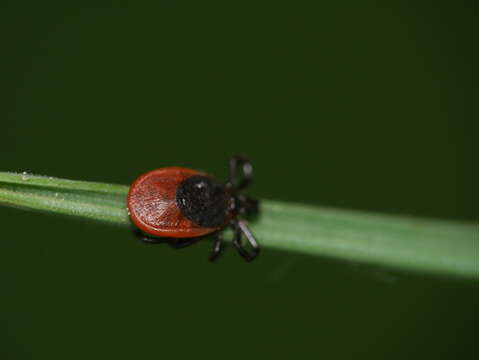 Image of Common sheep tick