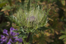 Image of Cirsium obvallatum (M. Bieb.) M. Bieb.