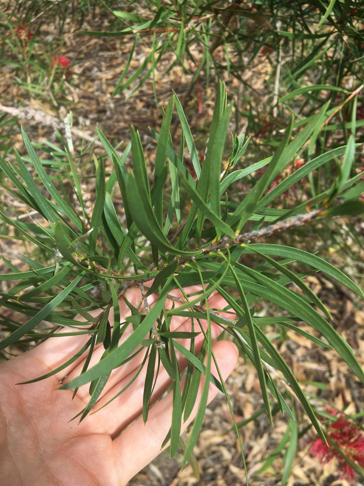 Sivun Callistemon linearifolius (Link) DC. kuva