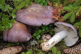 Слика од Cortinarius cumatilis Fr. 1838