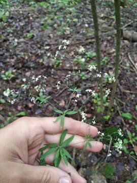 Image of Bedstraw