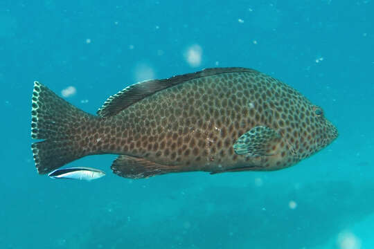 Imagem de Epinephelus bilobatus Randall & Allen 1987