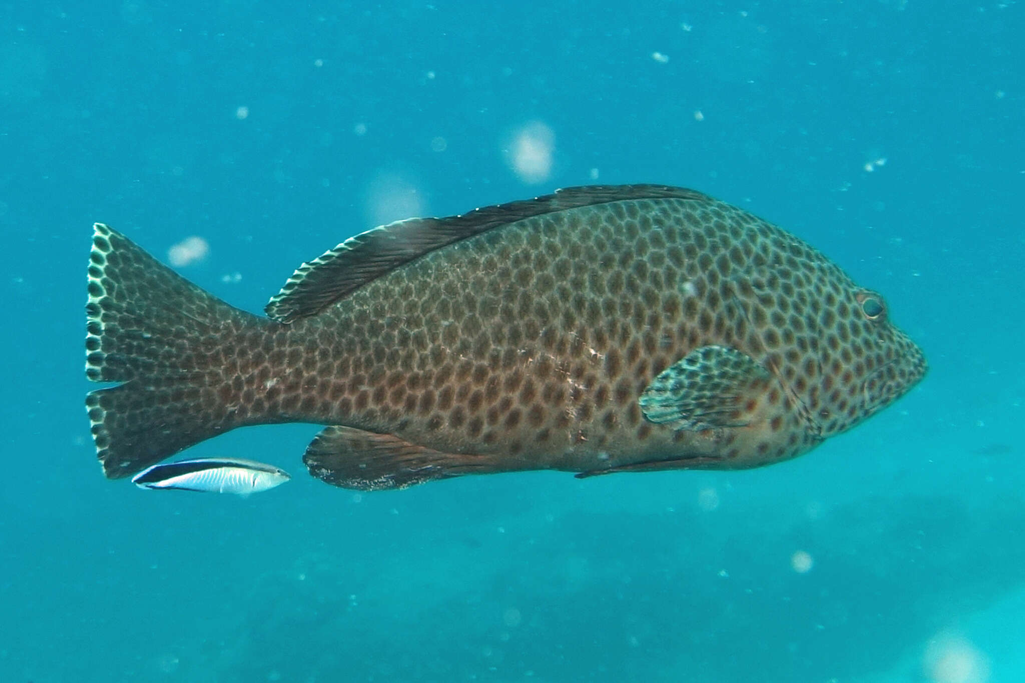 Image of Brown-spotted rock-cod