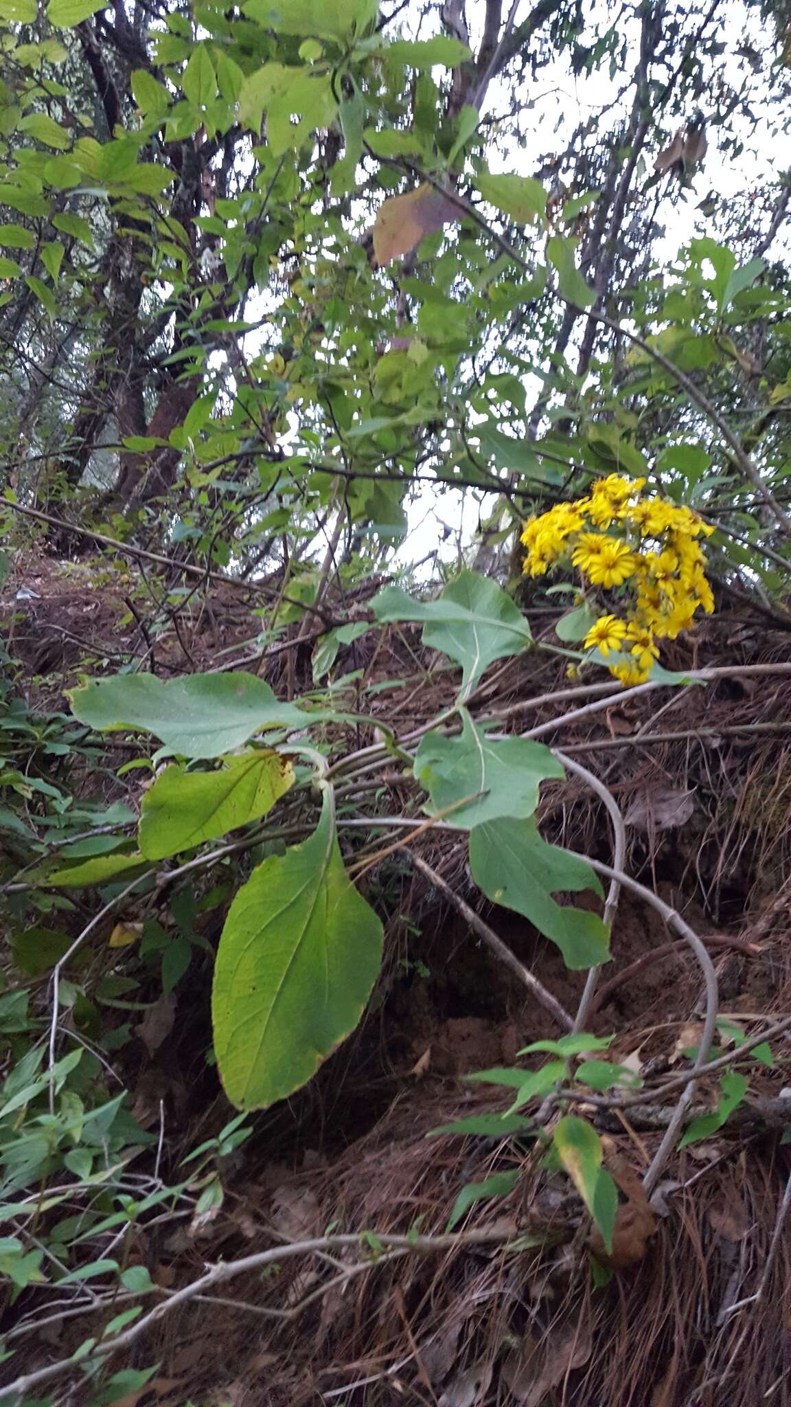 Image of <i>Rumfordia <i>floribunda</i></i> var. floribunda