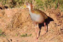 Image of Giant Wood Rail