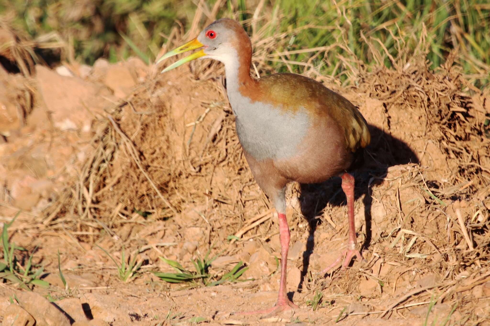 Image of Giant Wood Rail