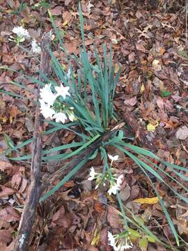 Image of paperwhite narcissus