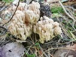 Image of Ramaria pallida (Schaeff.) Ricken 1920