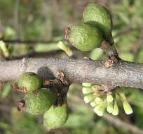 Image of Tapinanthus oleifolius (Wendl.) Danser