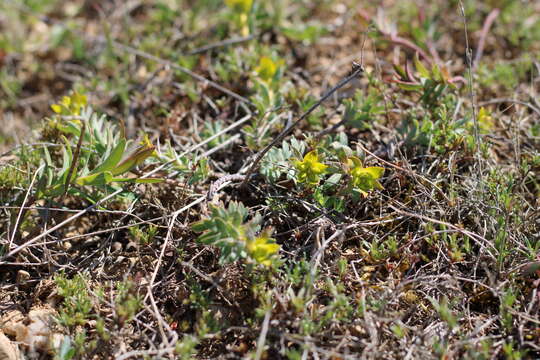 Euphorbia petrophila C. A. Mey. resmi