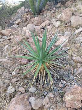 Image de Agave chrysoglossa I. M. Johnst.