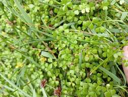 Image of Hydrocotyle tripartita var. hydrophila (Petrie) Cheesem.