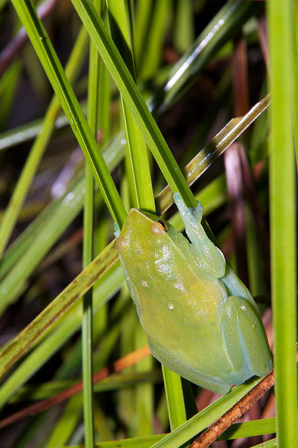 Image of Orinoco lime treefrog