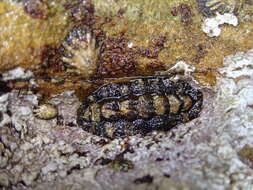 Image of Ischnochitonina