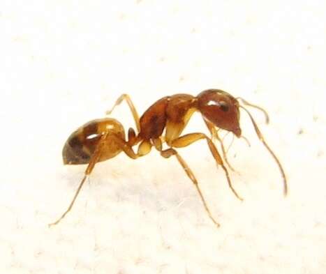 Image of Camponotus snellingi Bolton 1995