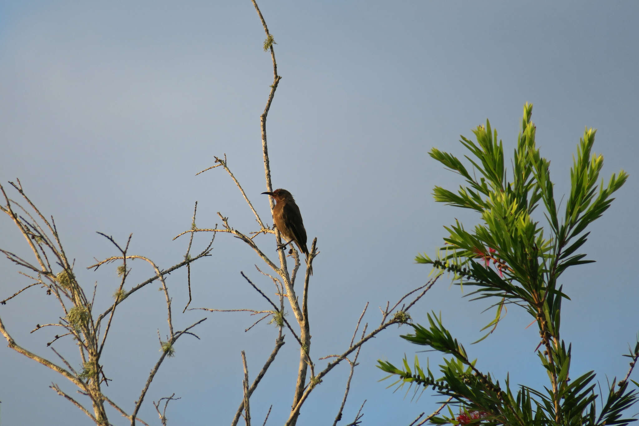 Image of Eastern Dusky Honeyeater