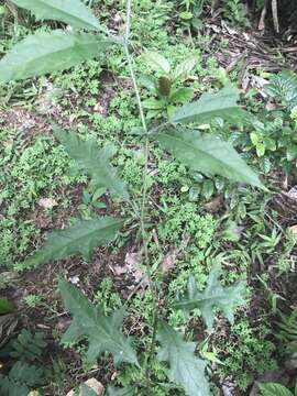 Imagem de Solanum volubile Sw.