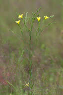 Слика од Linum sulcatum Riddell